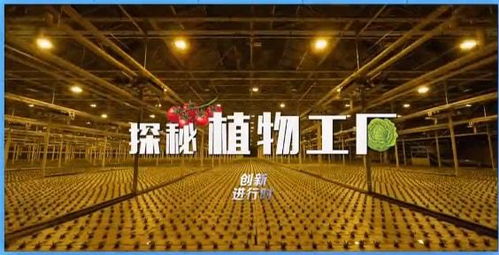 創新進行時 探秘楊凌植物工廠，巨冠創引領農業未來
